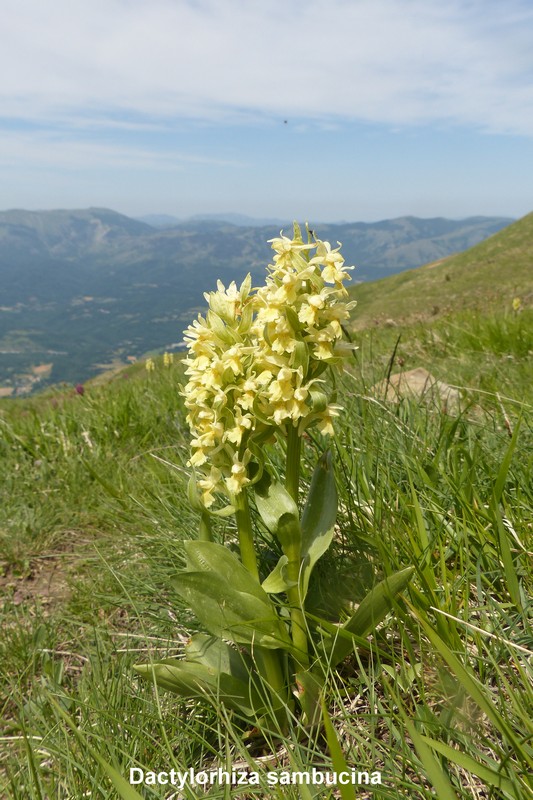 Prime fioriture di orchidee sui Monti della Laga  giugno 2021.